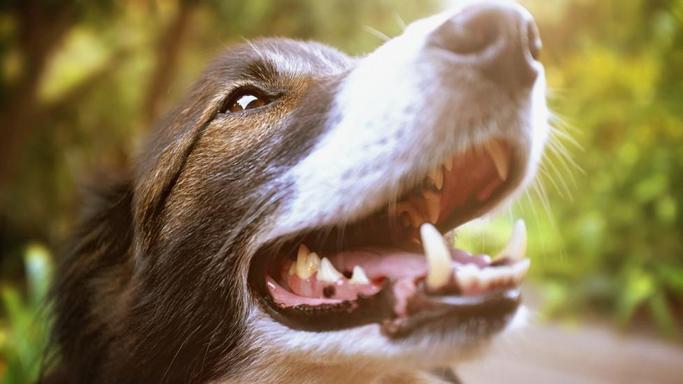 Swelling of the Salivary Gland in Dogs PetMD